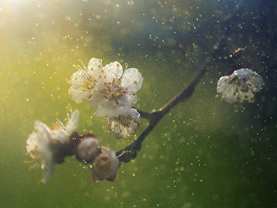 Pollen - Ear, Nose, Throat and Allergy Specialists Pollen