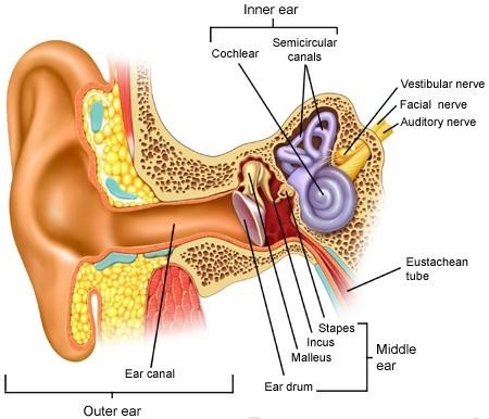 Ear Infection Treatment Canton GA Ear Infection Treatment Canton GA