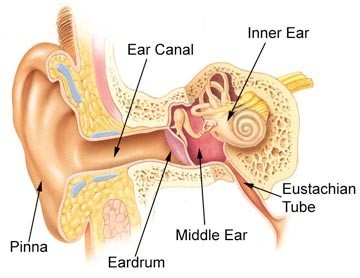 Inner Ear Inner Ear