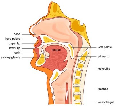 Swallowing Problems Swallowing Diagram